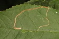 Lyonetia clerkella