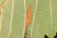 Phyllonorycter tenerella