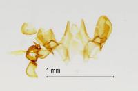 Scythropia crataegella