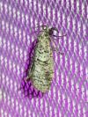 Penestoglossa dardoinella