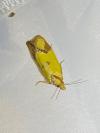Agapeta zoegana