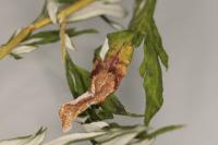 Leucospilapteryx omissella