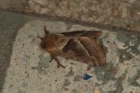 Triodia sylvina