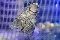 Cossus cossus