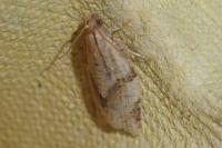 Clepsis consimilana
