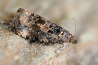 Endothenia oblongana