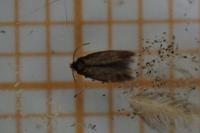 Stigmella viscerella