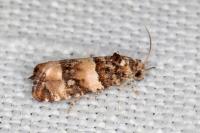 Lobesia bicinctana