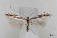 Micrurapteryx kollariella