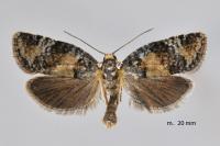 Ptycholomoides aeriferanus