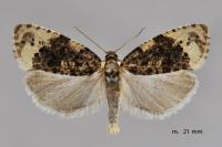Hedya ochroleucana
