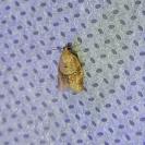 Clepsis consimilana