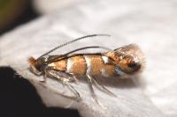 Phyllonorycter klemannella
