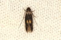 Neurothaumasia tenuipennella