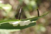 Coleophora saponariella