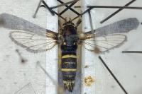 Paranthrene tabaniformis