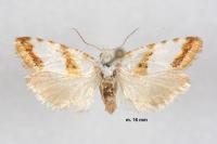 Phtheochroa purana