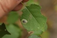 Stigmella plagicolella