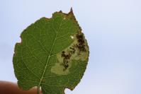 Ectoedemia atricollis