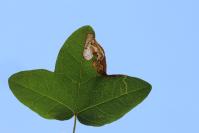 Stigmella speciosa