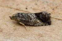Cydia splendana