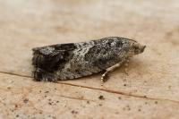 Cydia splendana