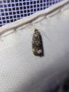 Endothenia