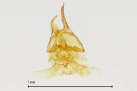 Pyroderces argyrogrammos