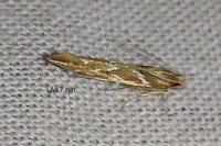 Pyroderces argyrogrammos