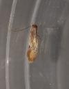 Tinea semifulvella