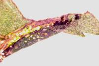 Phyllonorycter oxyacanthae