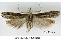Sophronia semicostella