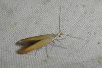 Coleophora coronillae