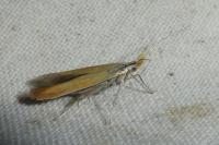 Coleophora coronillae
