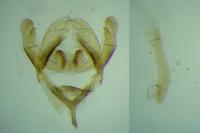 Rebelia plumella surientella