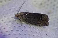 Cydia splendana