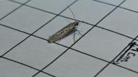 Yponomeuta sedella