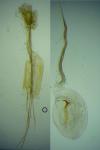Blastobasis phycidella