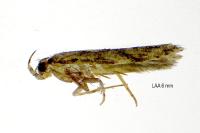 Carpatolechia fugacella