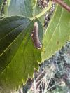 Phyllonorycter millierella