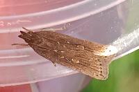 Helcystogramma triannulella