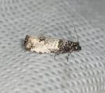 Notocelia incarnatana/mediterranea