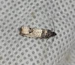 Notocelia incarnatana/mediterranea