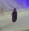 Agonopterix