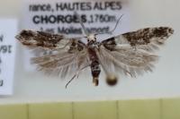 Recurvaria leucatella