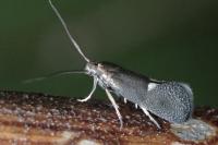 Tinagma balteolella