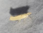 Ypsolopha alpella