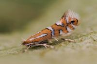 Phyllonorycter insignitella