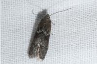 Blastobasis glandulella
