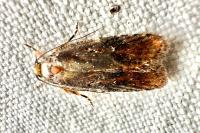 Agonopterix liturosa